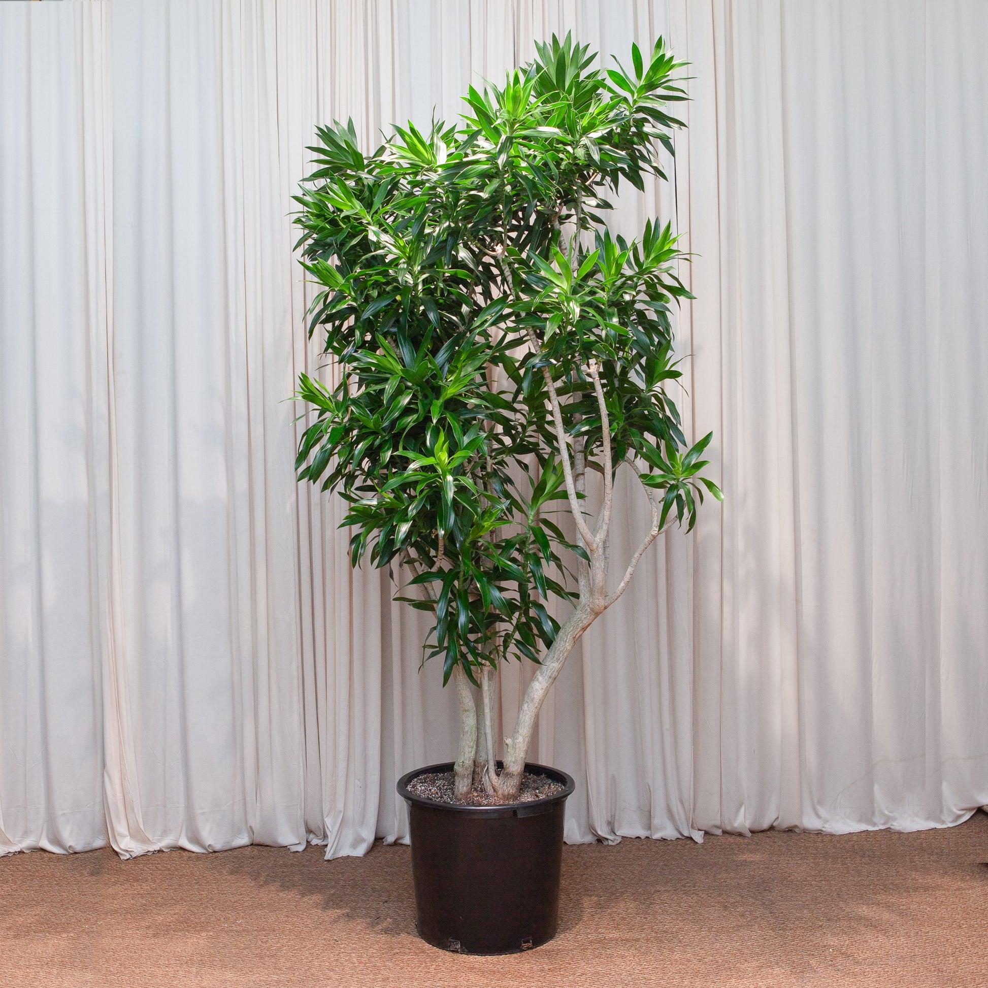 Dracaena Reflexa - View 18 from www redcrocus com