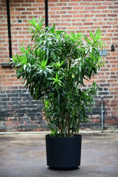 Dracaena Reflexa - View 20 from www redcrocus com