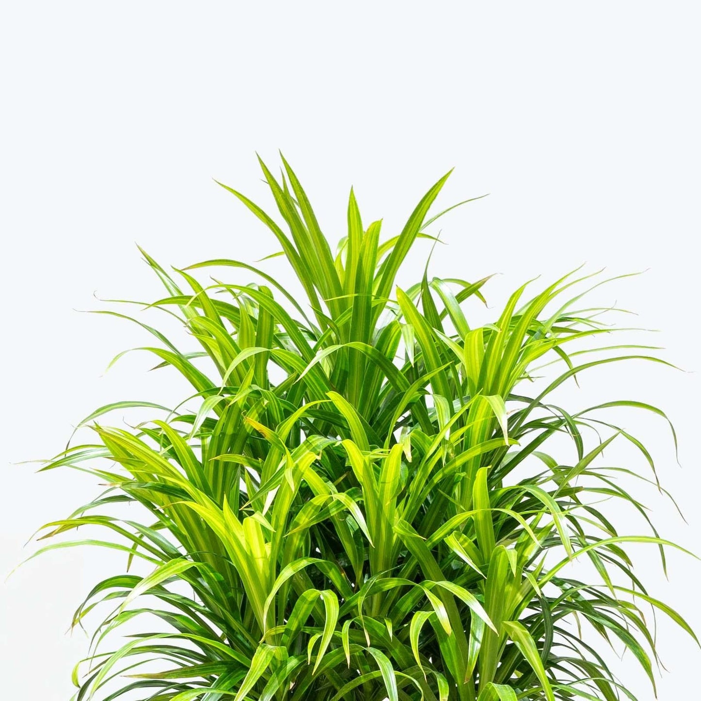 Dracaena Reflexa - View 21 from www redcrocus com
