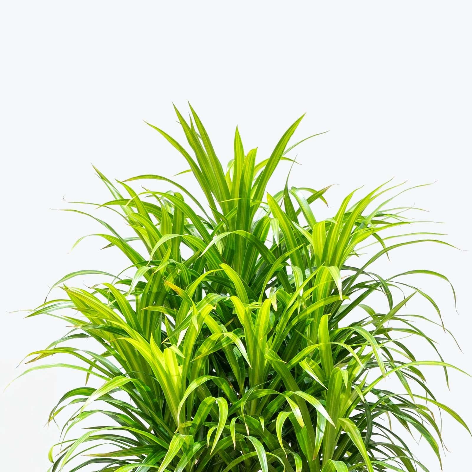 Dracaena Reflexa - View 21 from www redcrocus com