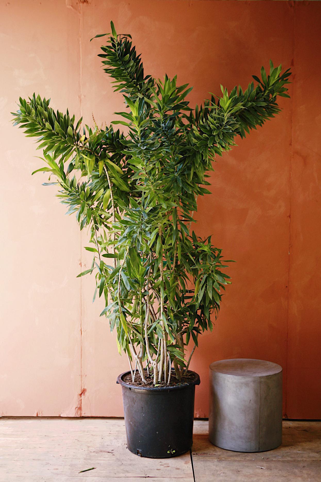Dracaena Reflexa - View 22 from www redcrocus com