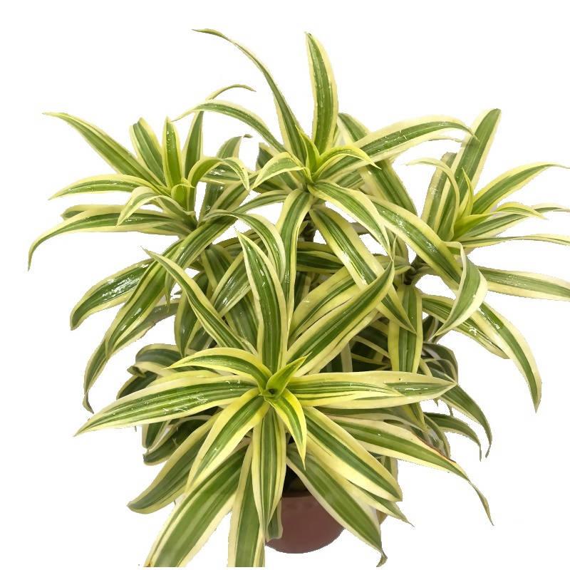 Dracaena Reflexa - View 23 from www redcrocus com