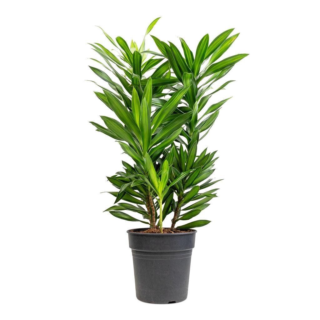 Dracaena Reflexa - View 26 from www redcrocus com