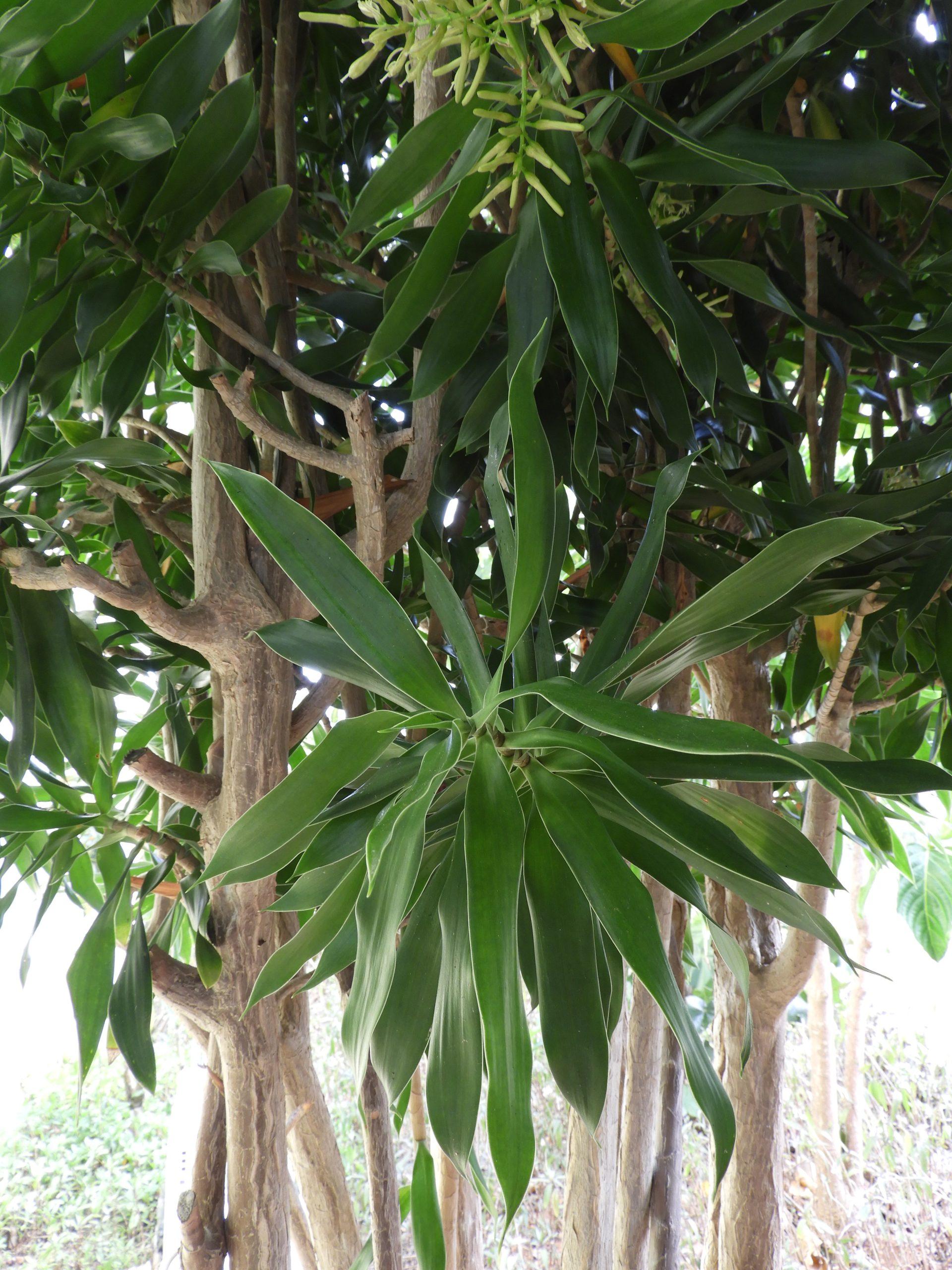 Dracaena Reflexa - View 28 from www redcrocus com