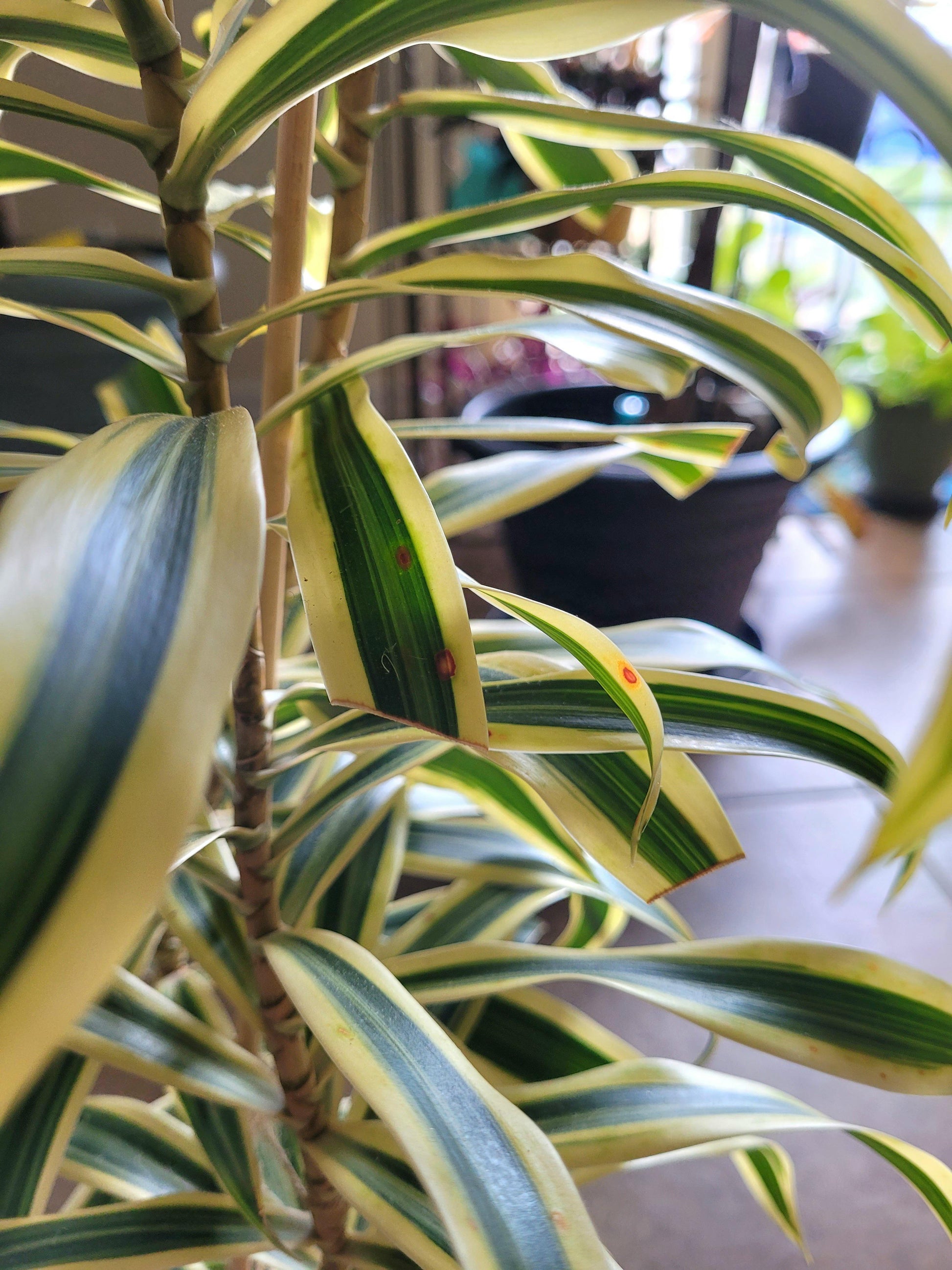 Dracaena Reflexa - View 30 from www redcrocus com