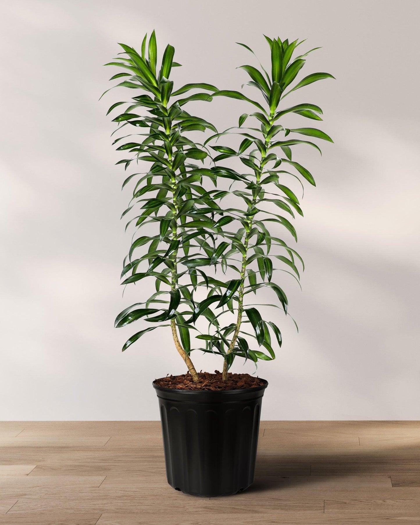 Dracaena Reflexa - View 32 from www redcrocus com
