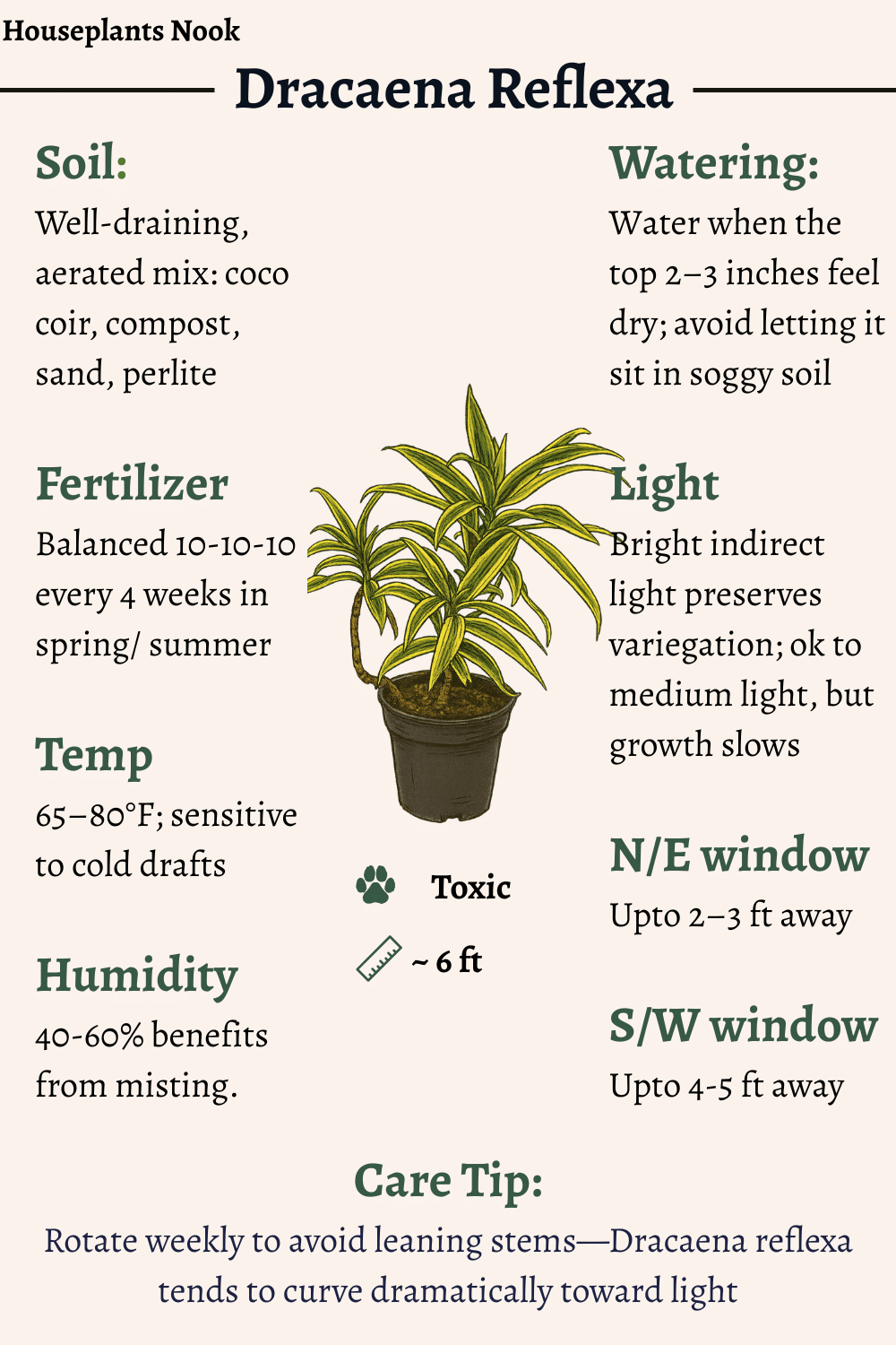 Dracaena Reflexa - View 34 from www redcrocus com