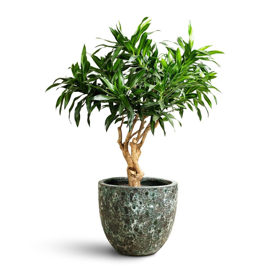 Dracaena Reflexa - View 36 from www redcrocus com