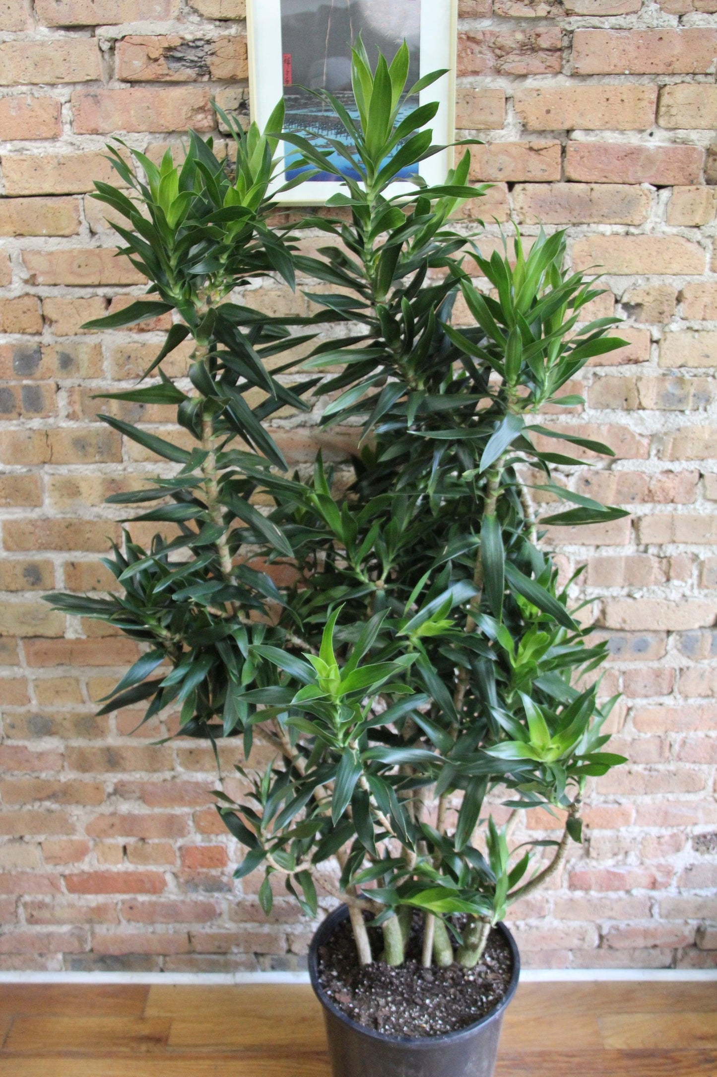 Dracaena Reflexa - View 37 from www redcrocus com