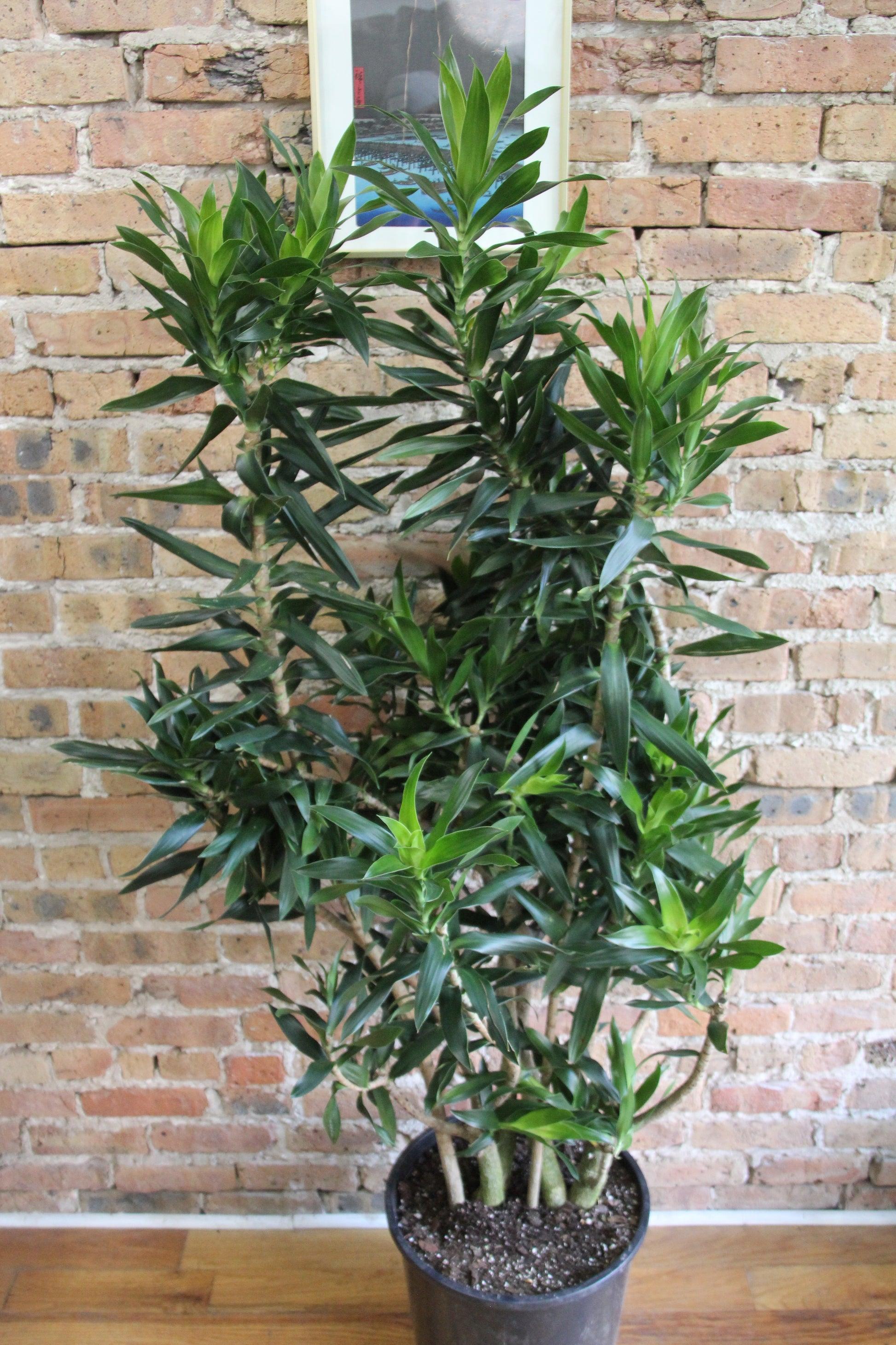 Dracaena Reflexa - View 37 from www redcrocus com