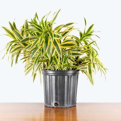 Dracaena Reflexa - View 38 from www redcrocus com