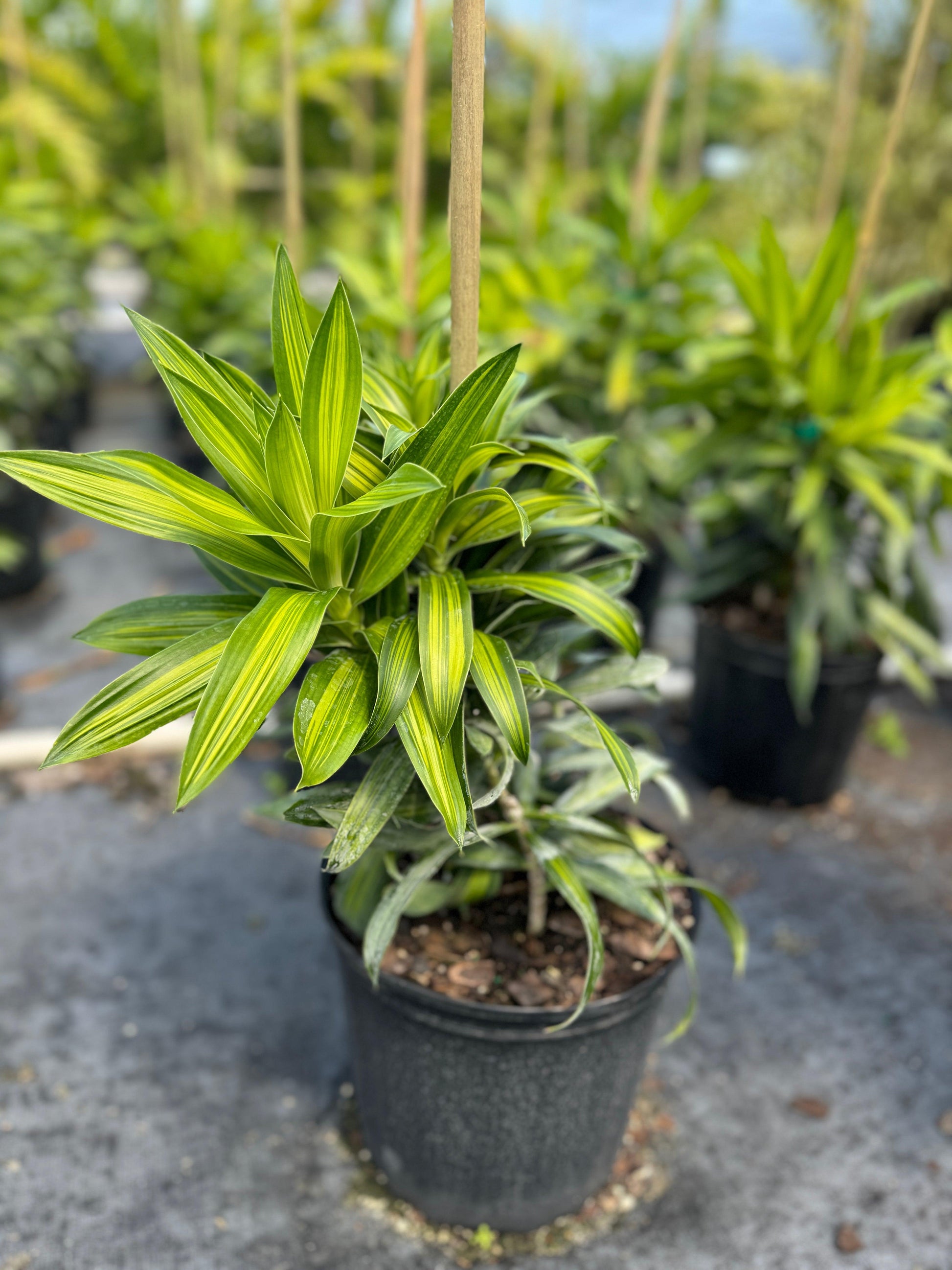 Dracaena Reflexa - View 39 from www redcrocus com