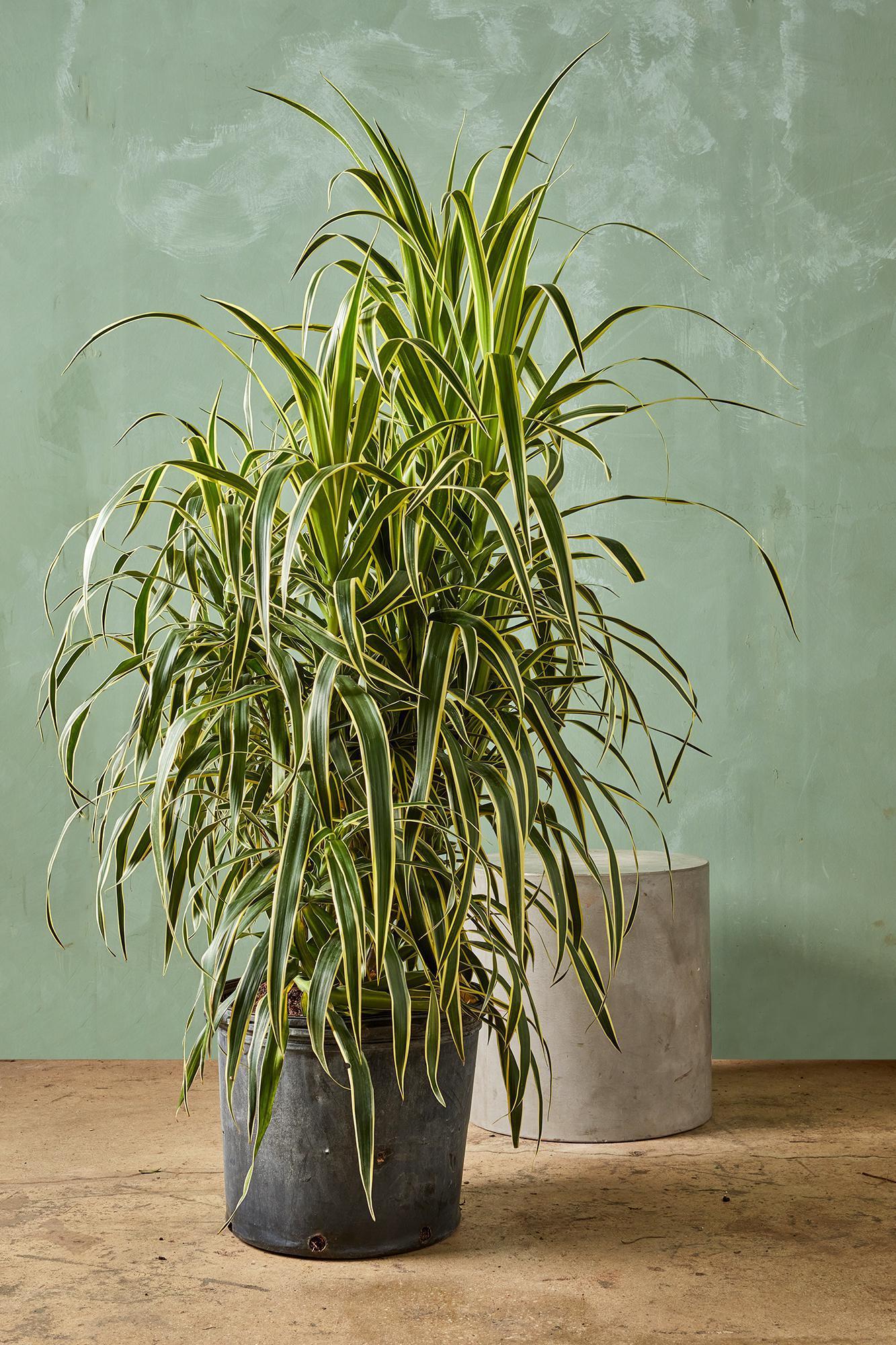 Dracaena Reflexa - View 3 from www redcrocus com