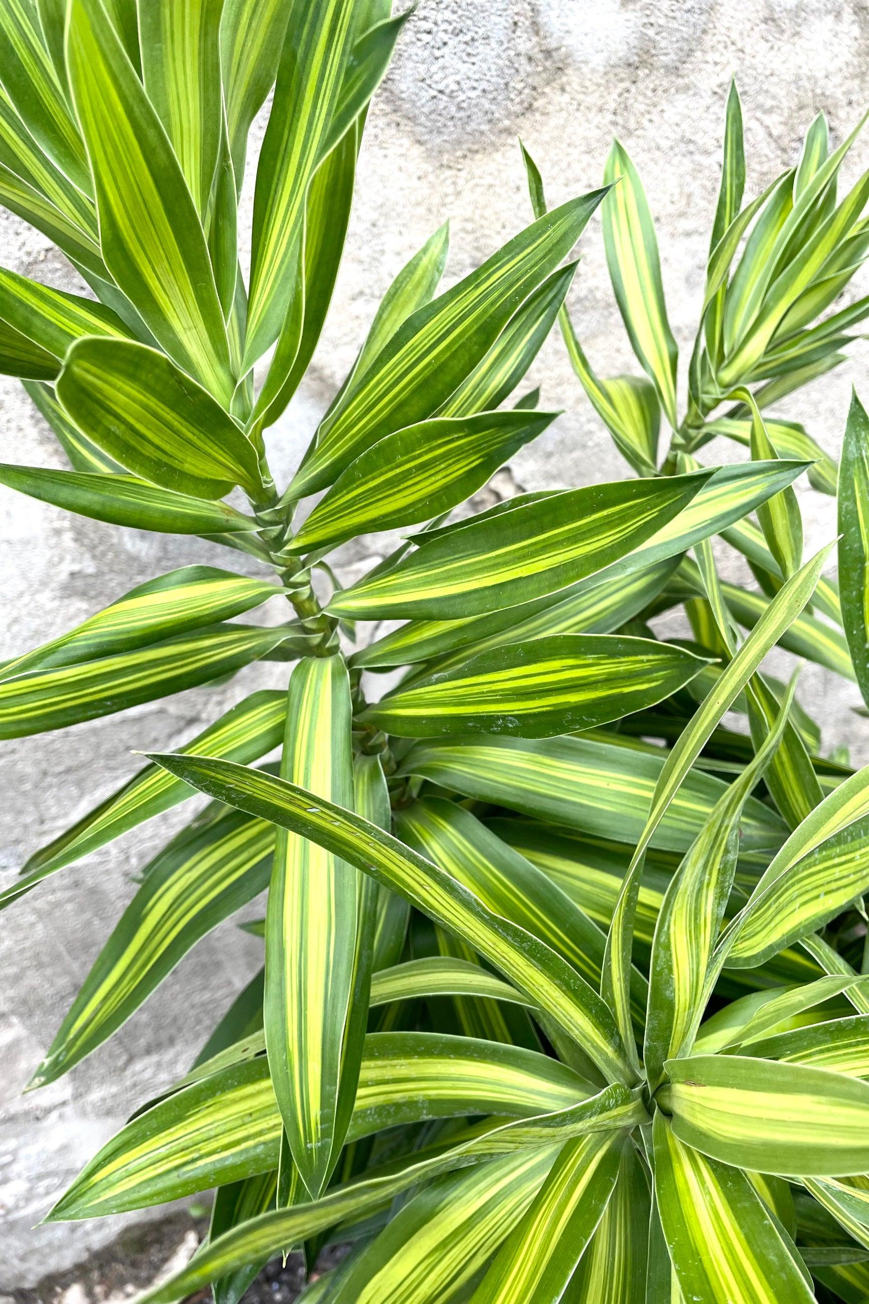 Dracaena Reflexa - View 40 from www redcrocus com