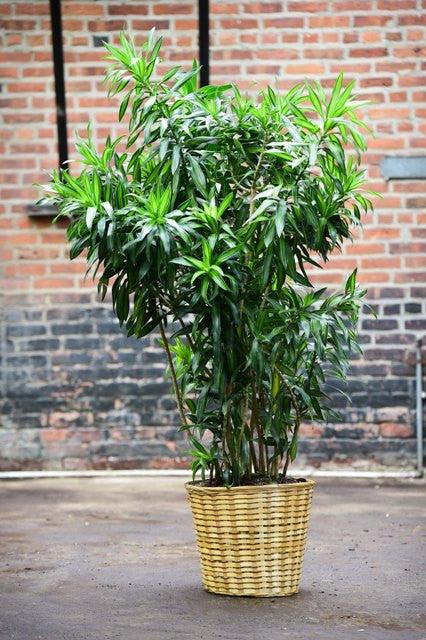 Dracaena Reflexa - View 5 from www redcrocus com