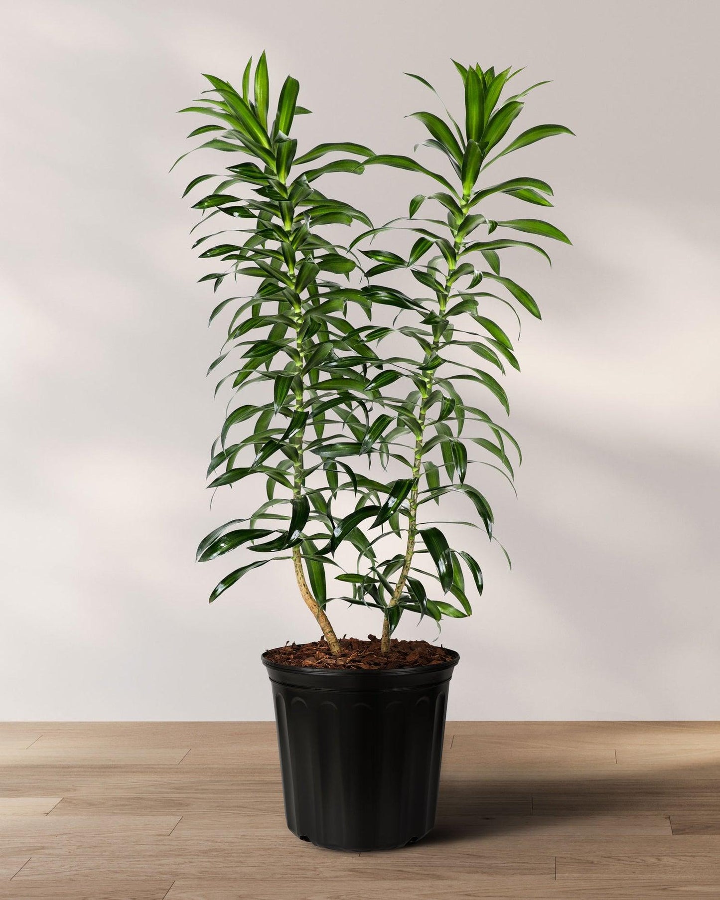 Dracaena Reflexa - View 7 from www redcrocus com