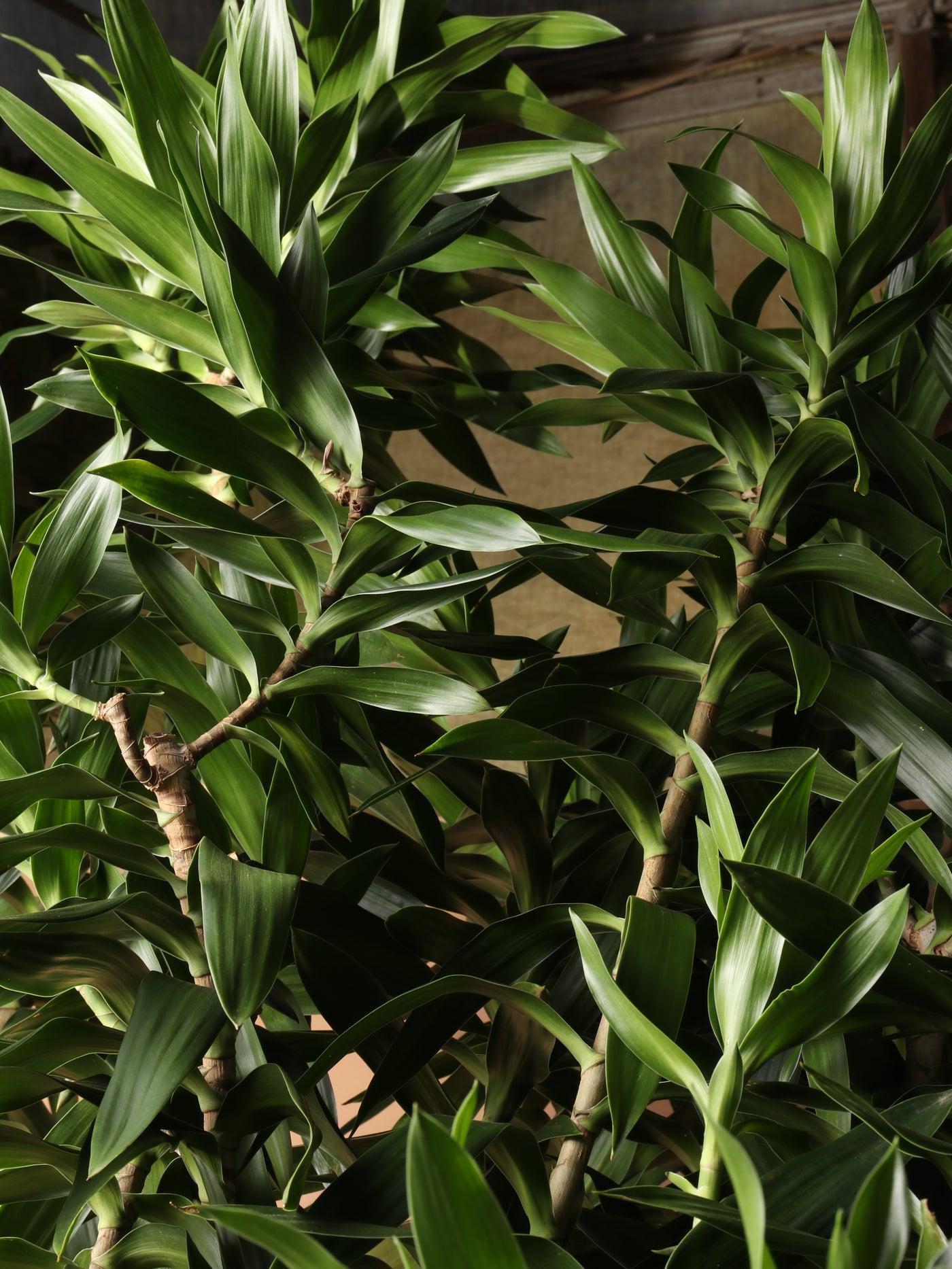 Dracaena Reflexa - View 9 from www redcrocus com