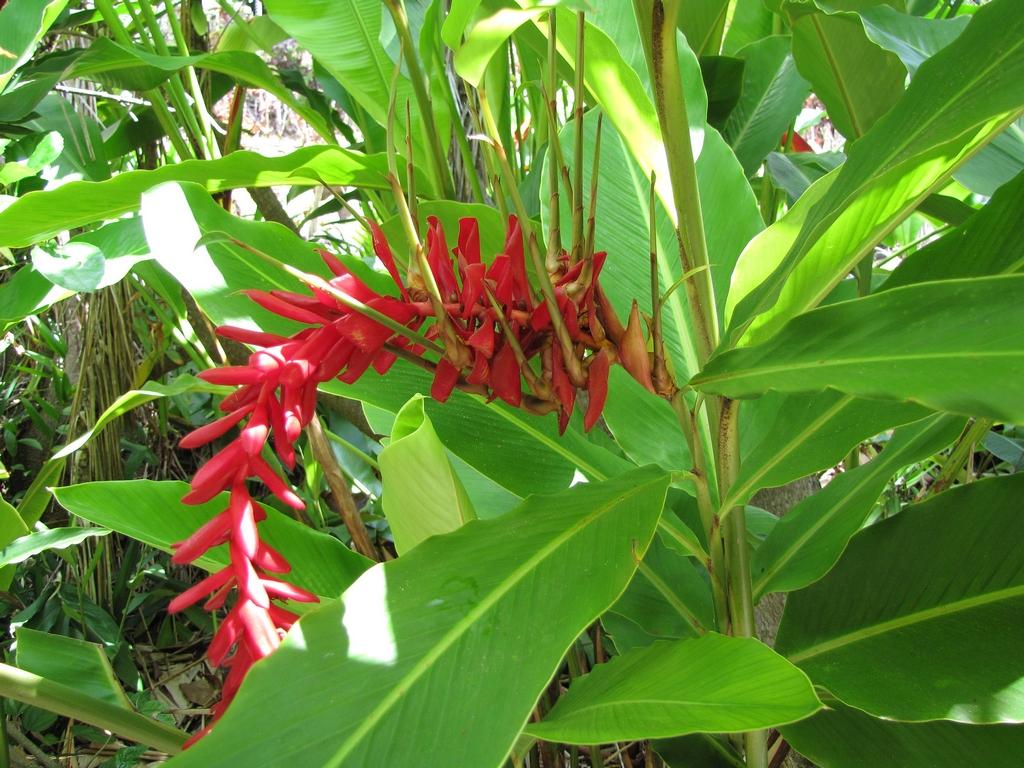 Alpinia Assorted - View 13 from www redcrocus com