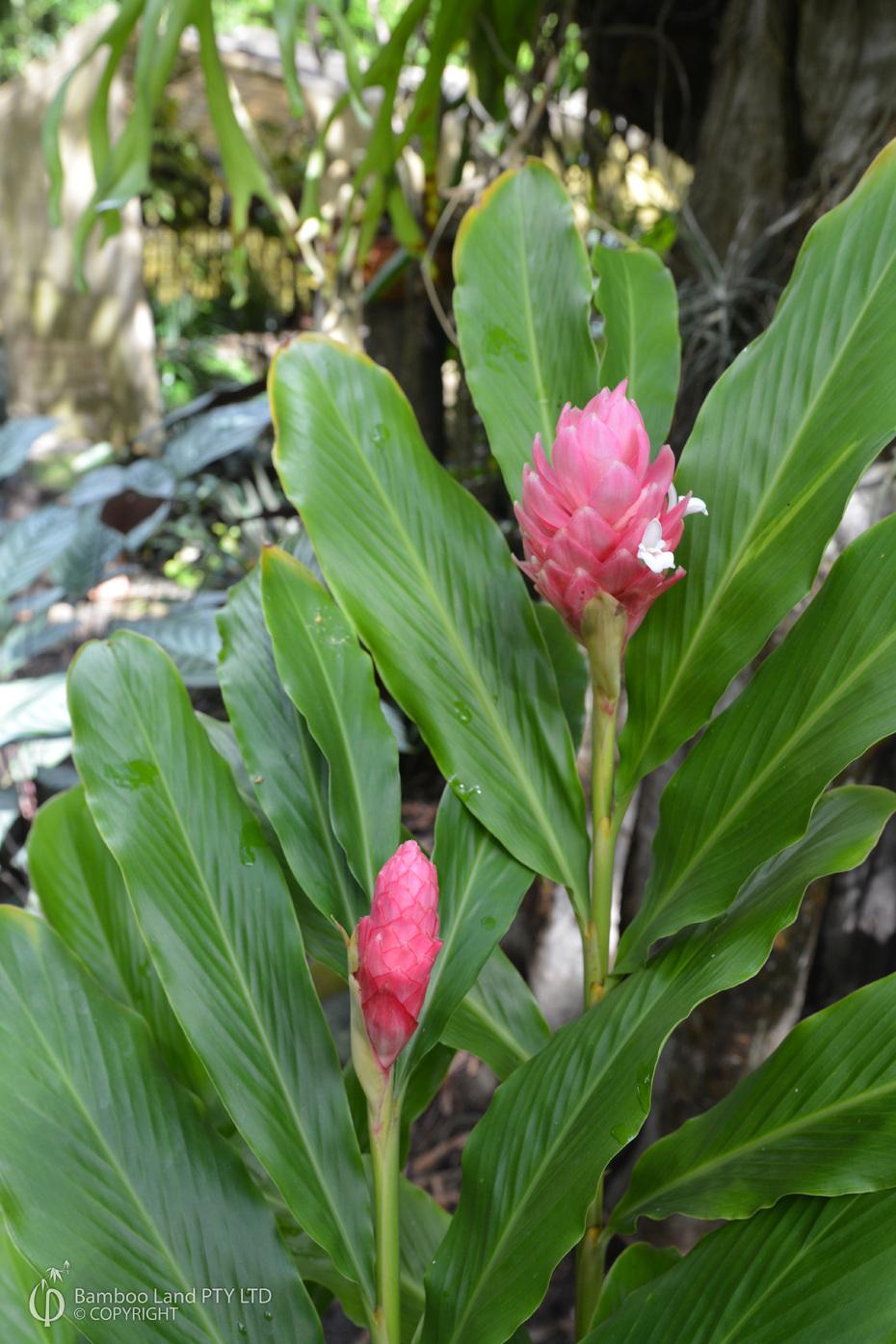 Alpinia Assorted - View 16 from www redcrocus com