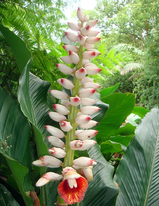Alpinia Assorted - View 17 from www redcrocus com
