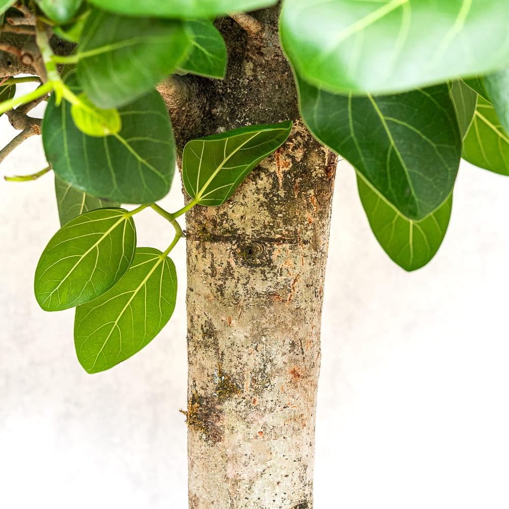 Ficus Audrey Premium - View 11 from www redcrocus com