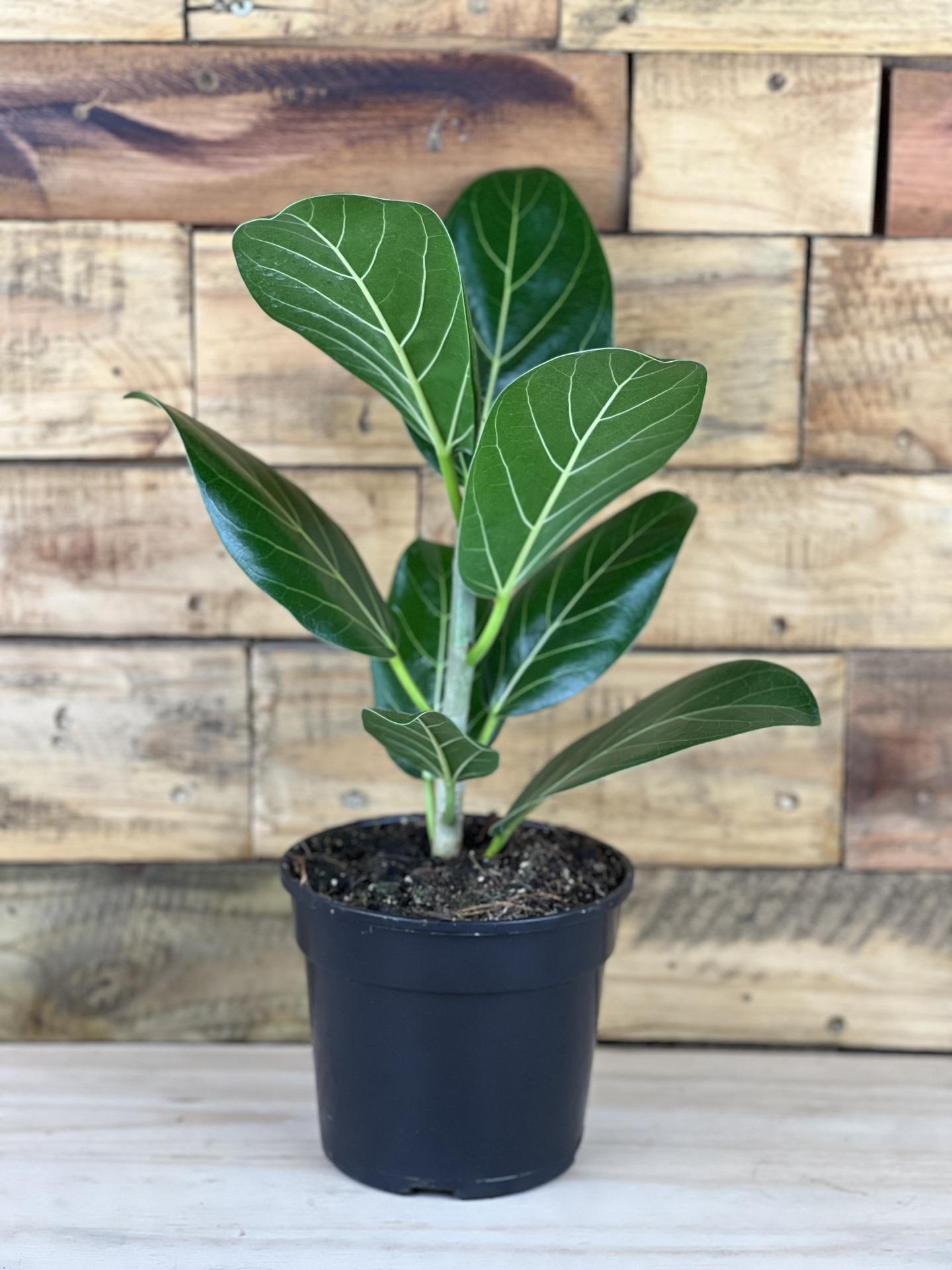 Ficus Audrey Premium - View 12 from www redcrocus com