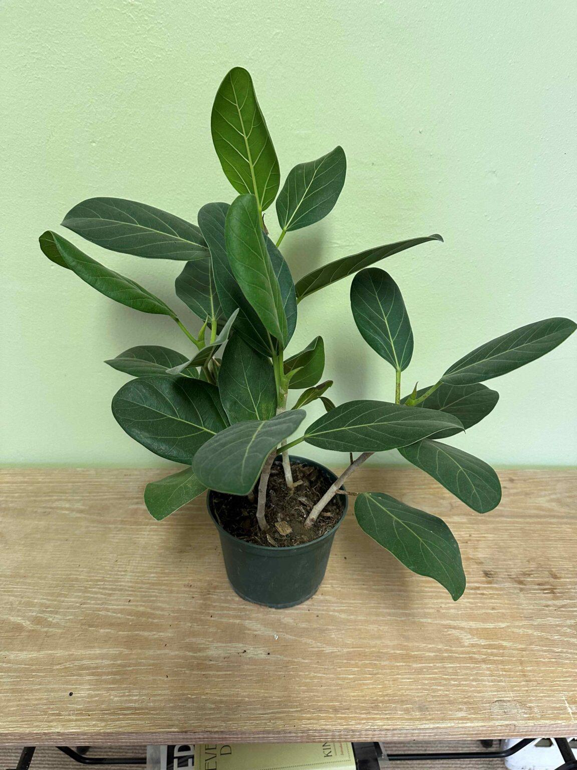 Ficus Audrey Premium - View 13 from www redcrocus com