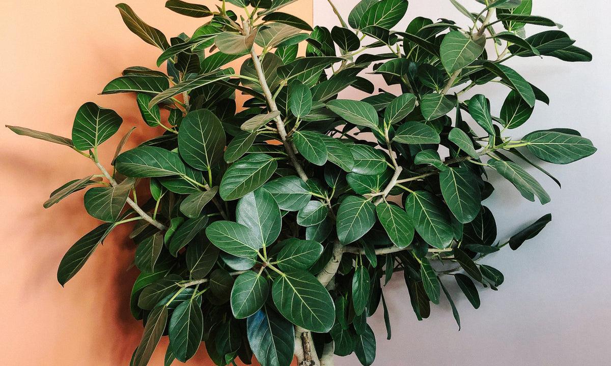 Ficus Audrey Premium - View 15 from www redcrocus com