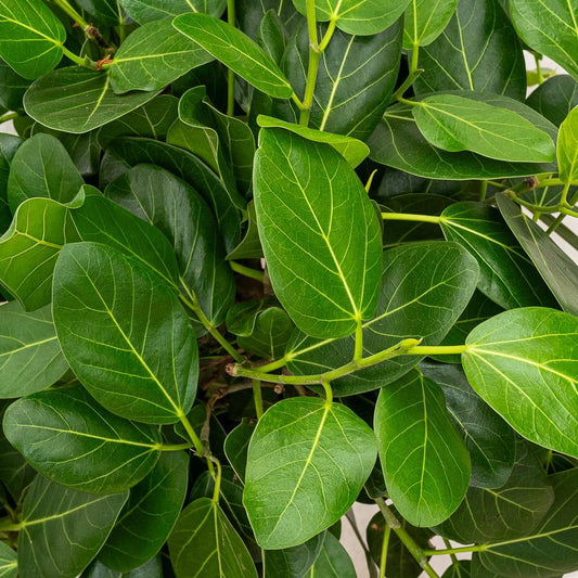 Ficus Audrey Premium - View 1 from www redcrocus com