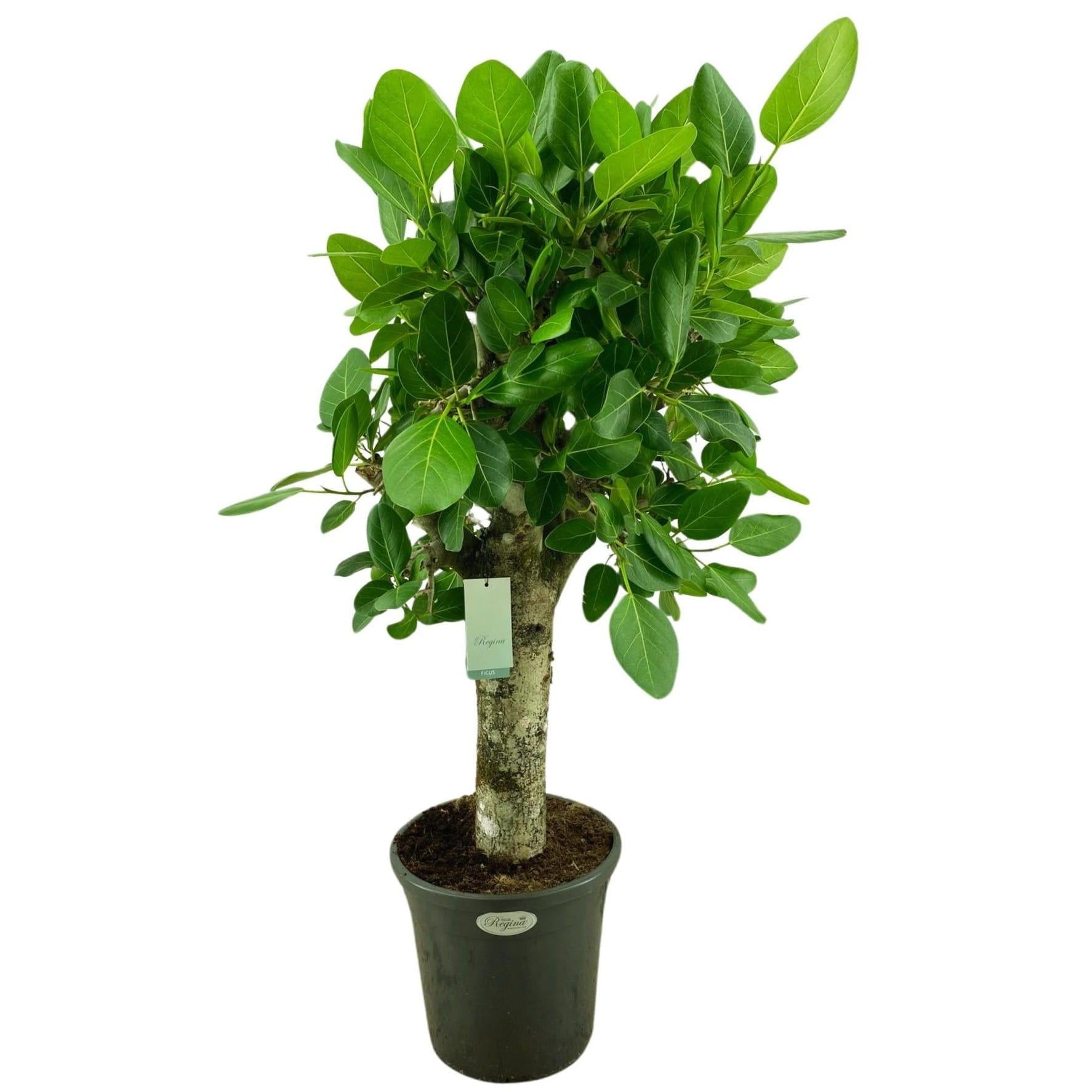 Ficus Audrey Premium - View 2 from www redcrocus com