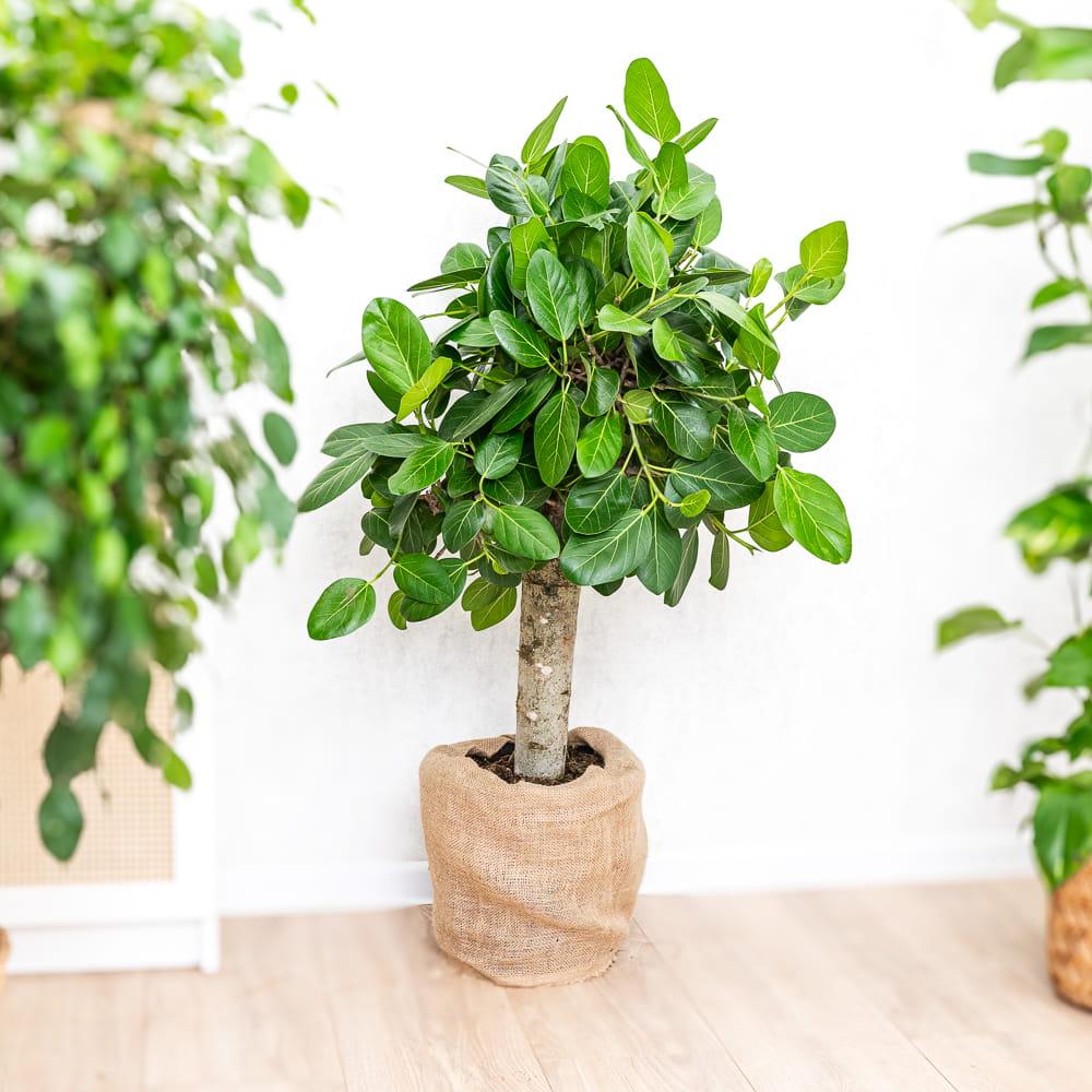 Ficus Audrey Premium - View 3 from www redcrocus com