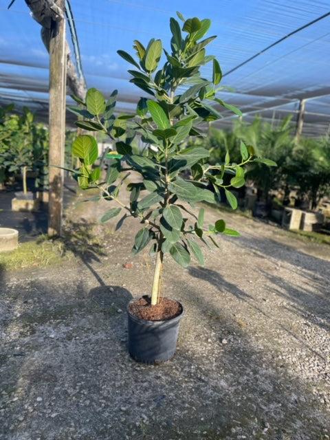 Ficus Audrey Premium - View 6 from www redcrocus com