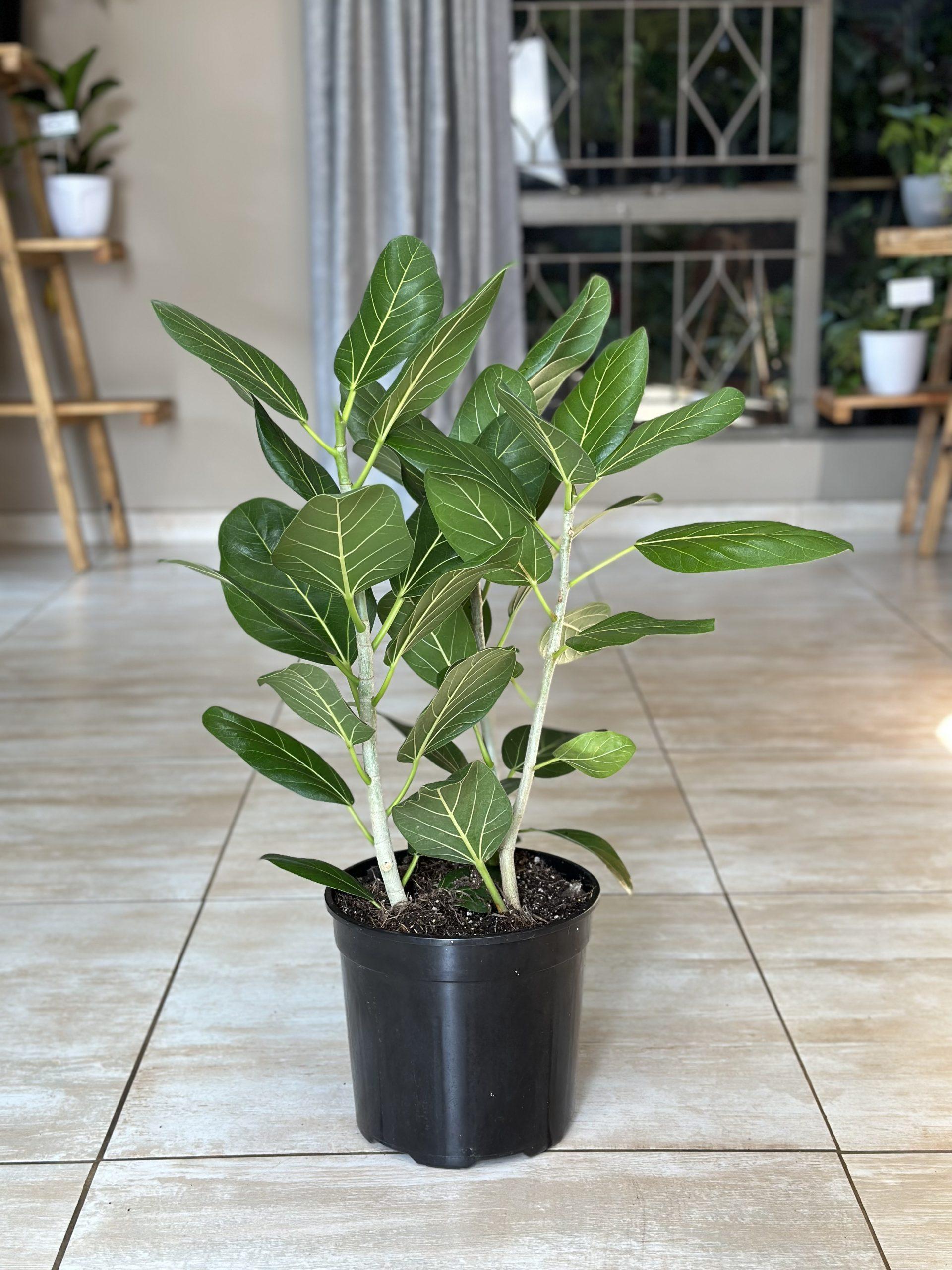 Ficus Audrey Premium - View 9 from www redcrocus com