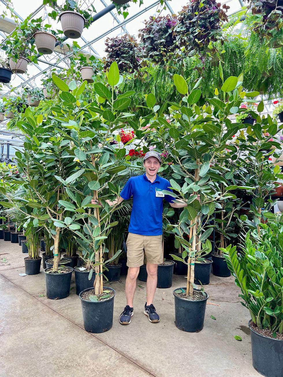 Ficus Audrey Standard - View 10 from www redcrocus com