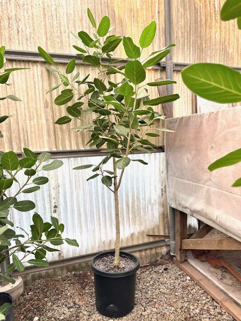 Ficus Audrey Standard - View 12 from www redcrocus com