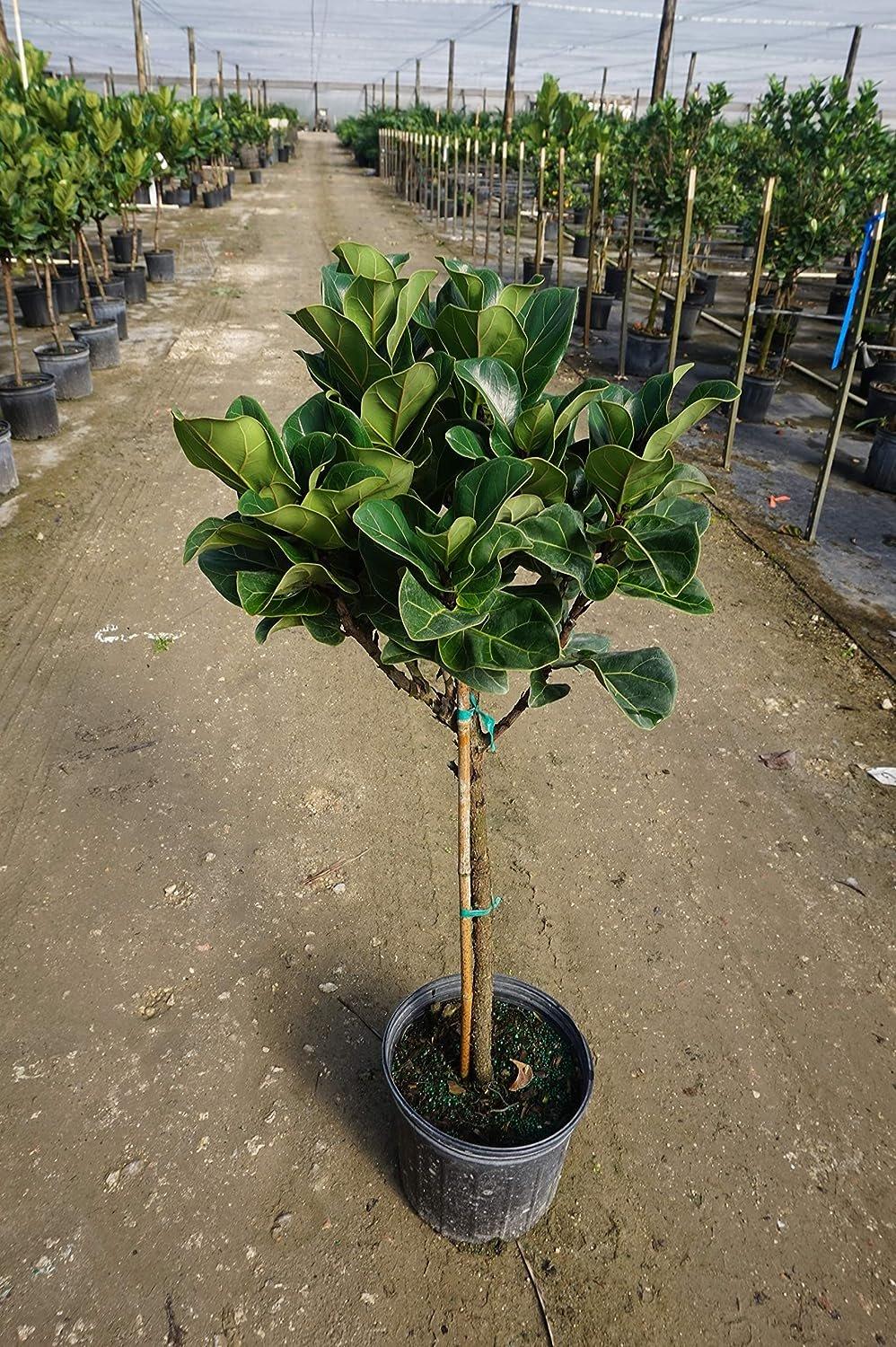 Ficus Audrey Standard - View 5 from www redcrocus com