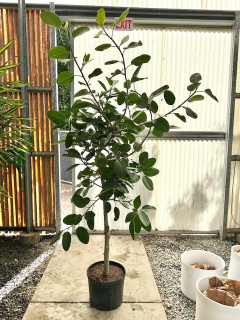 Ficus Audrey Standard - View 6 from www redcrocus com