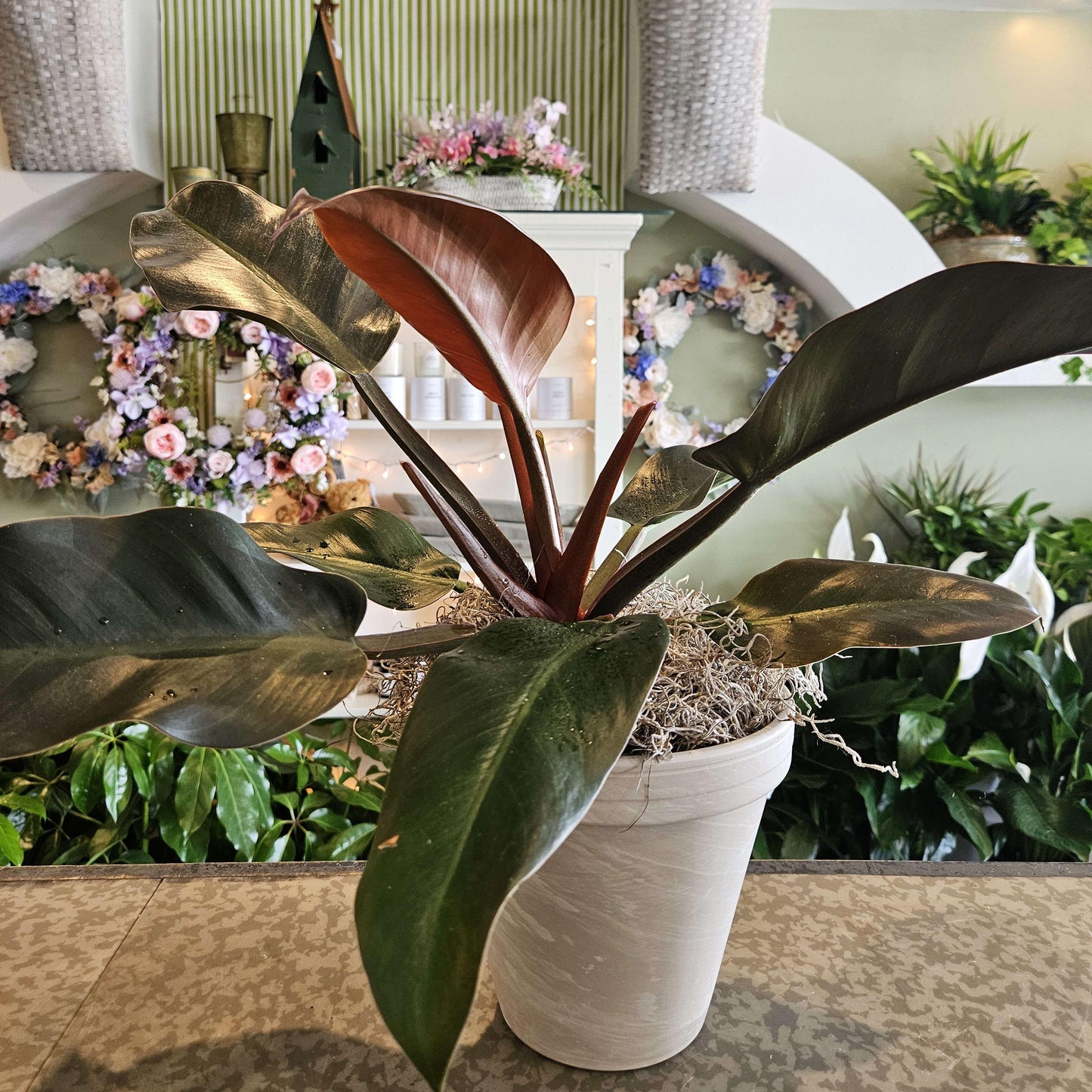 Philodendron 'black Cardinal' - View 14 from www redcrocus com