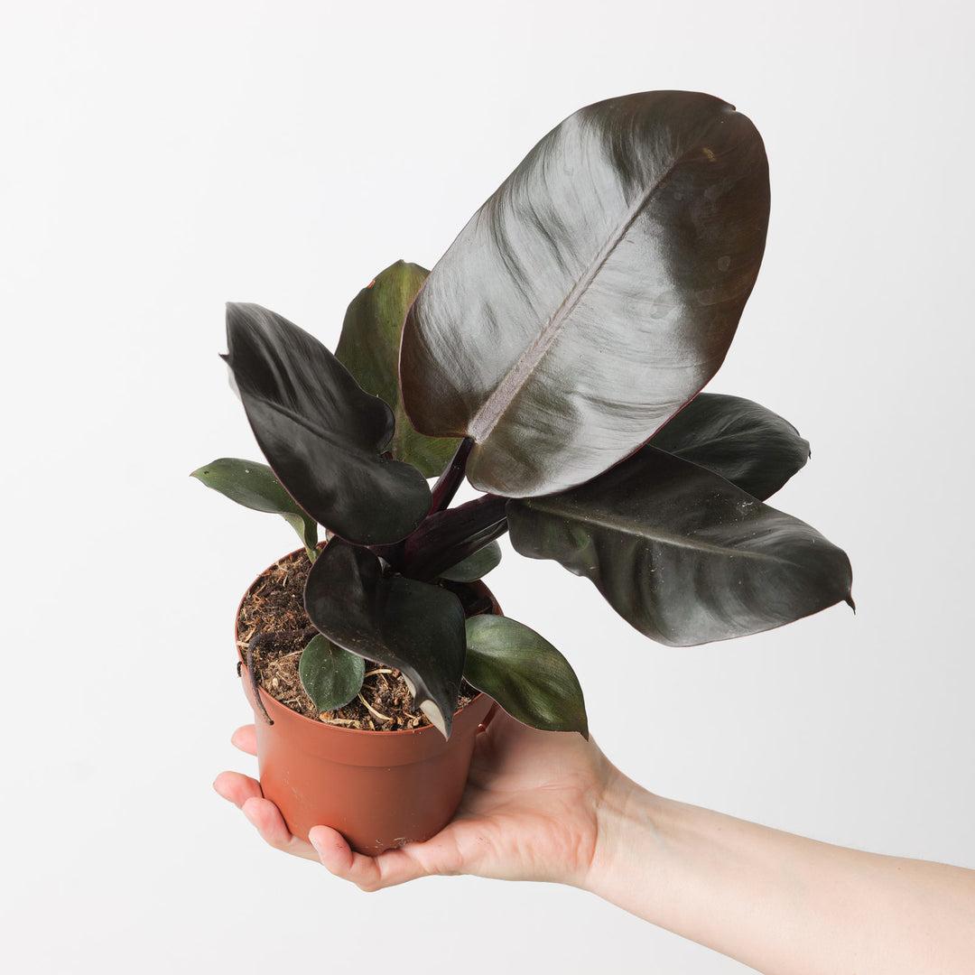 Philodendron 'black Cardinal' - View 15 from www redcrocus com