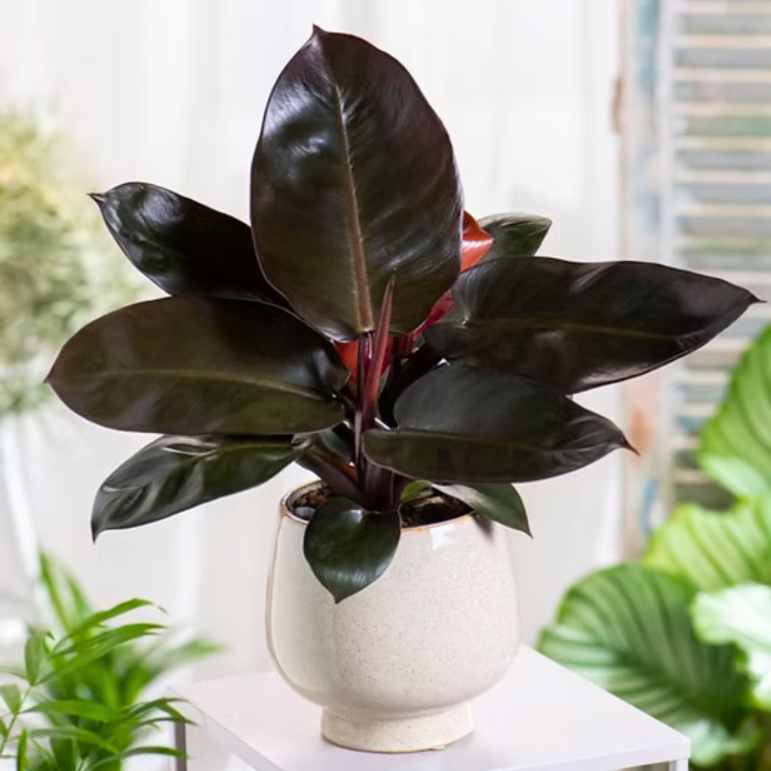 Philodendron 'black Cardinal' - View 19 from www redcrocus com
