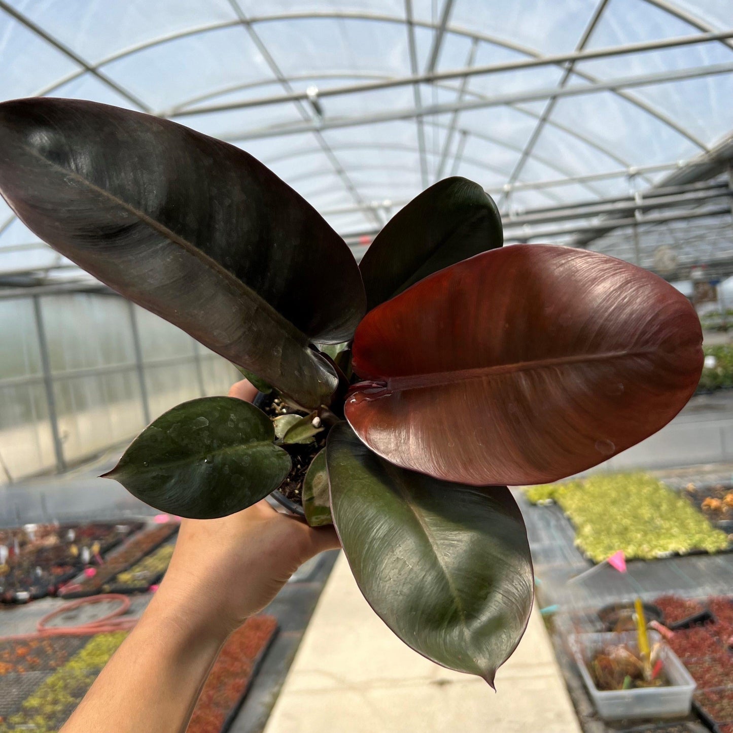 Philodendron 'black Cardinal' - View 22 from www redcrocus com