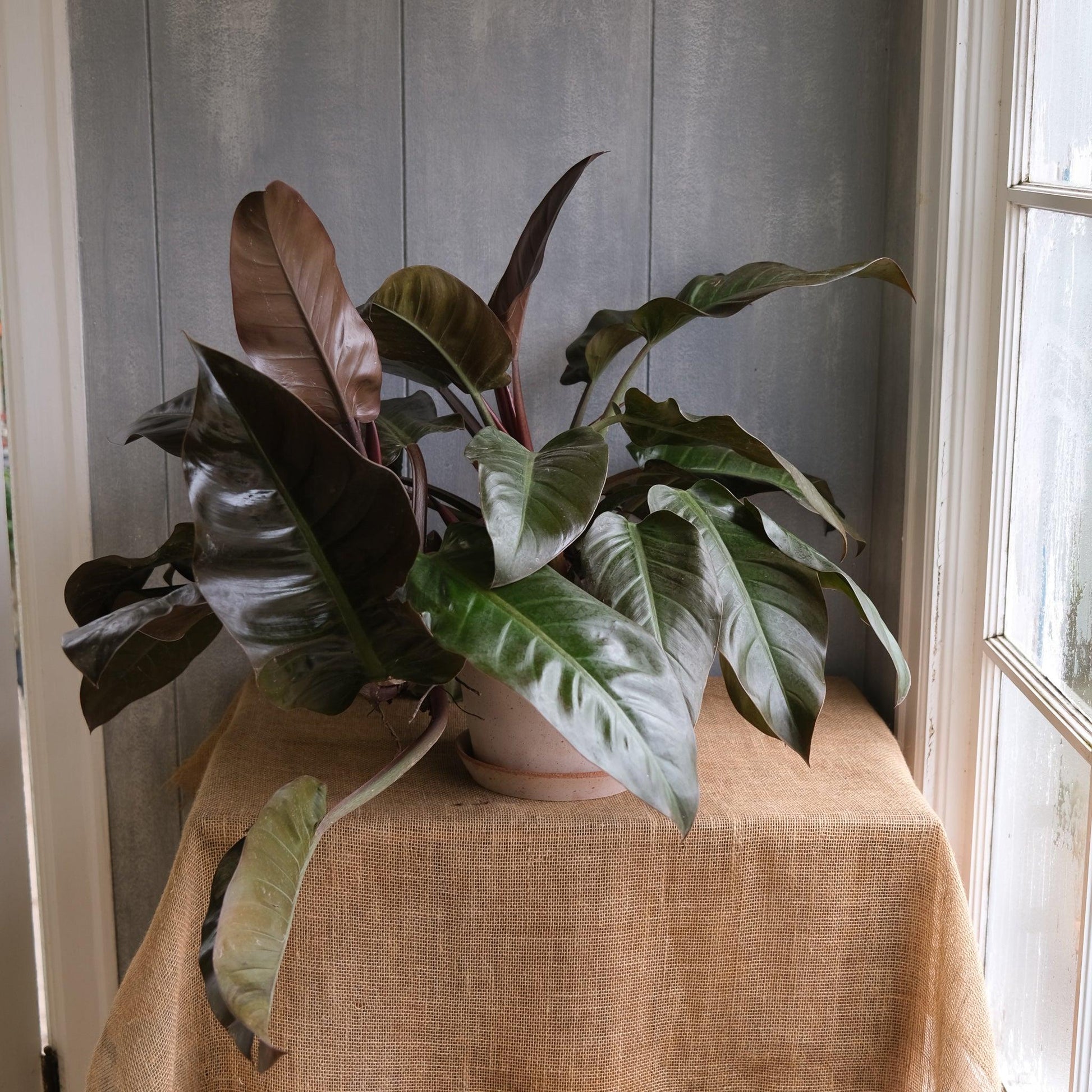 Philodendron 'black Cardinal' - View 23 from www redcrocus com