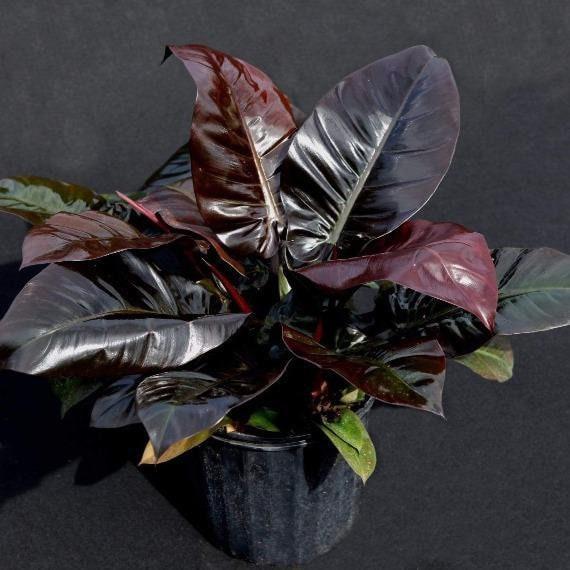 Philodendron 'black Cardinal' - View 24 from www redcrocus com