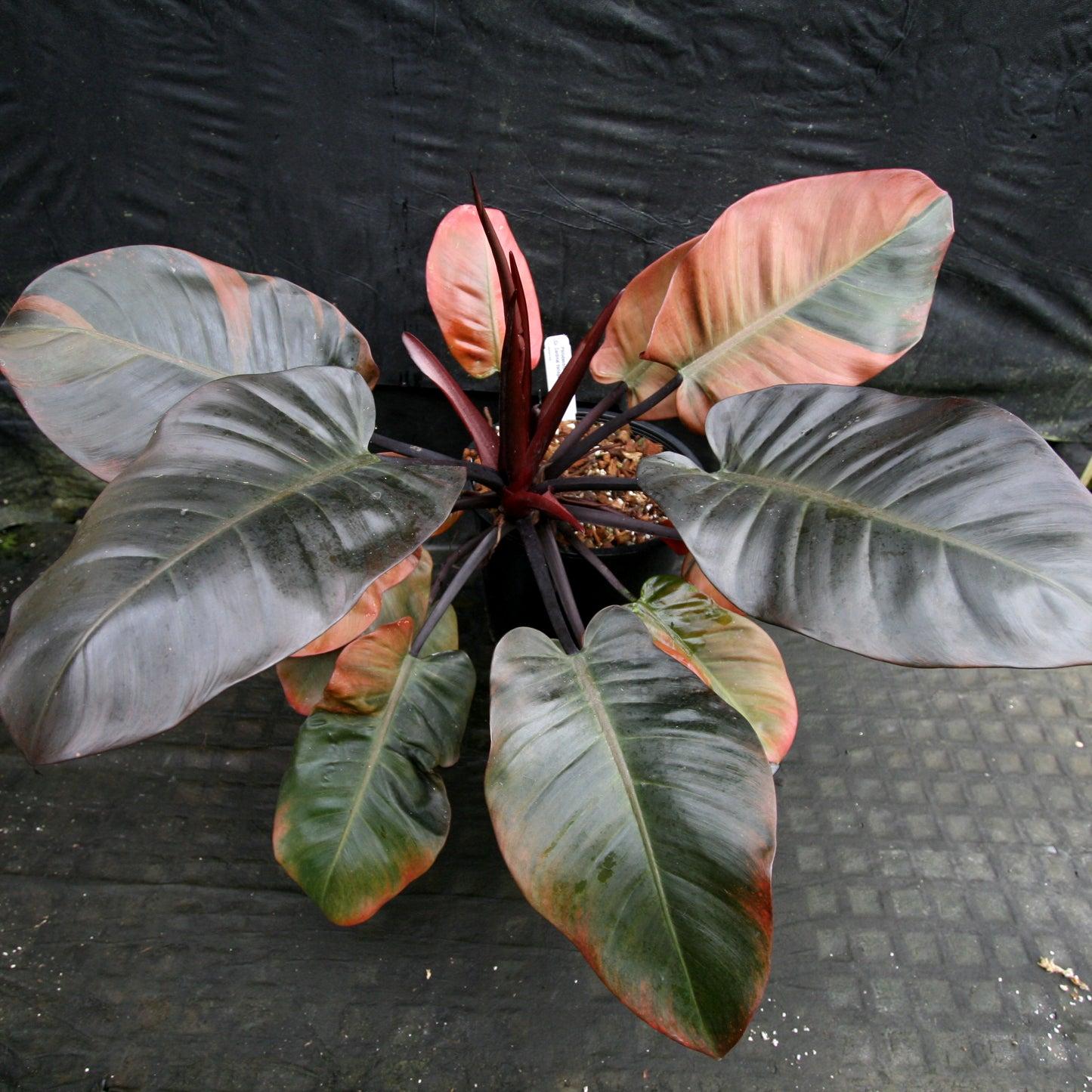 Philodendron 'black Cardinal' - View 25 from www redcrocus com