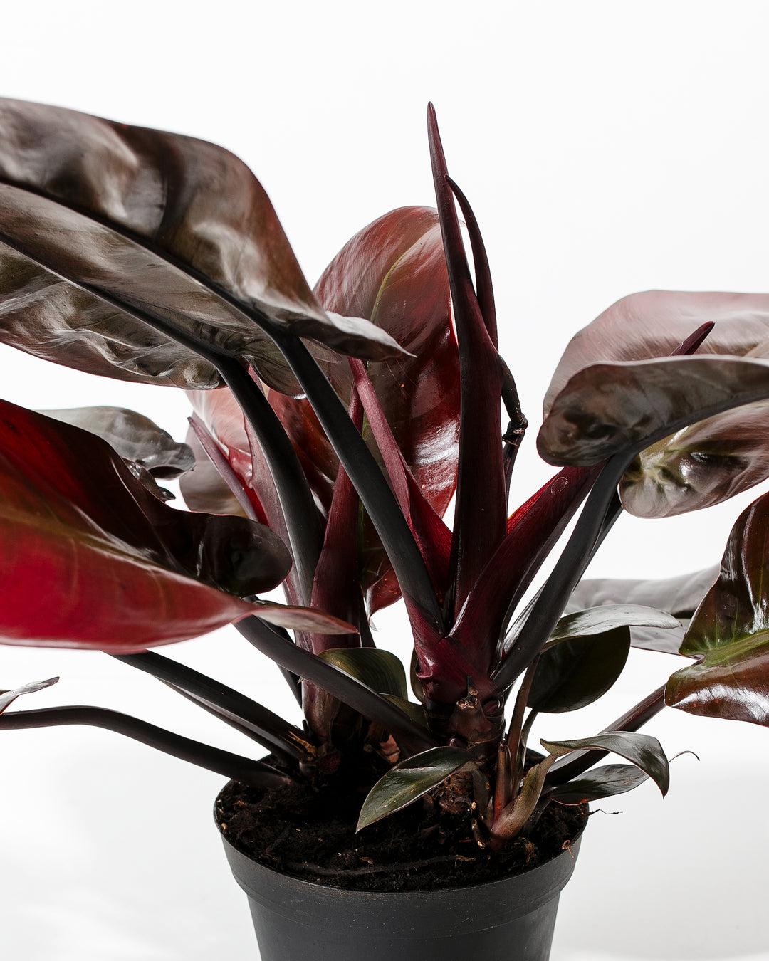 Philodendron 'black Cardinal' - View 27 from www redcrocus com