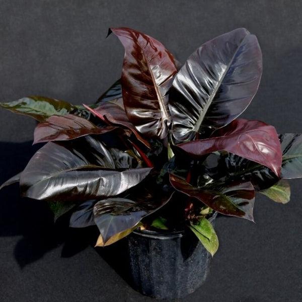 Philodendron 'black Cardinal' - View 28 from www redcrocus com