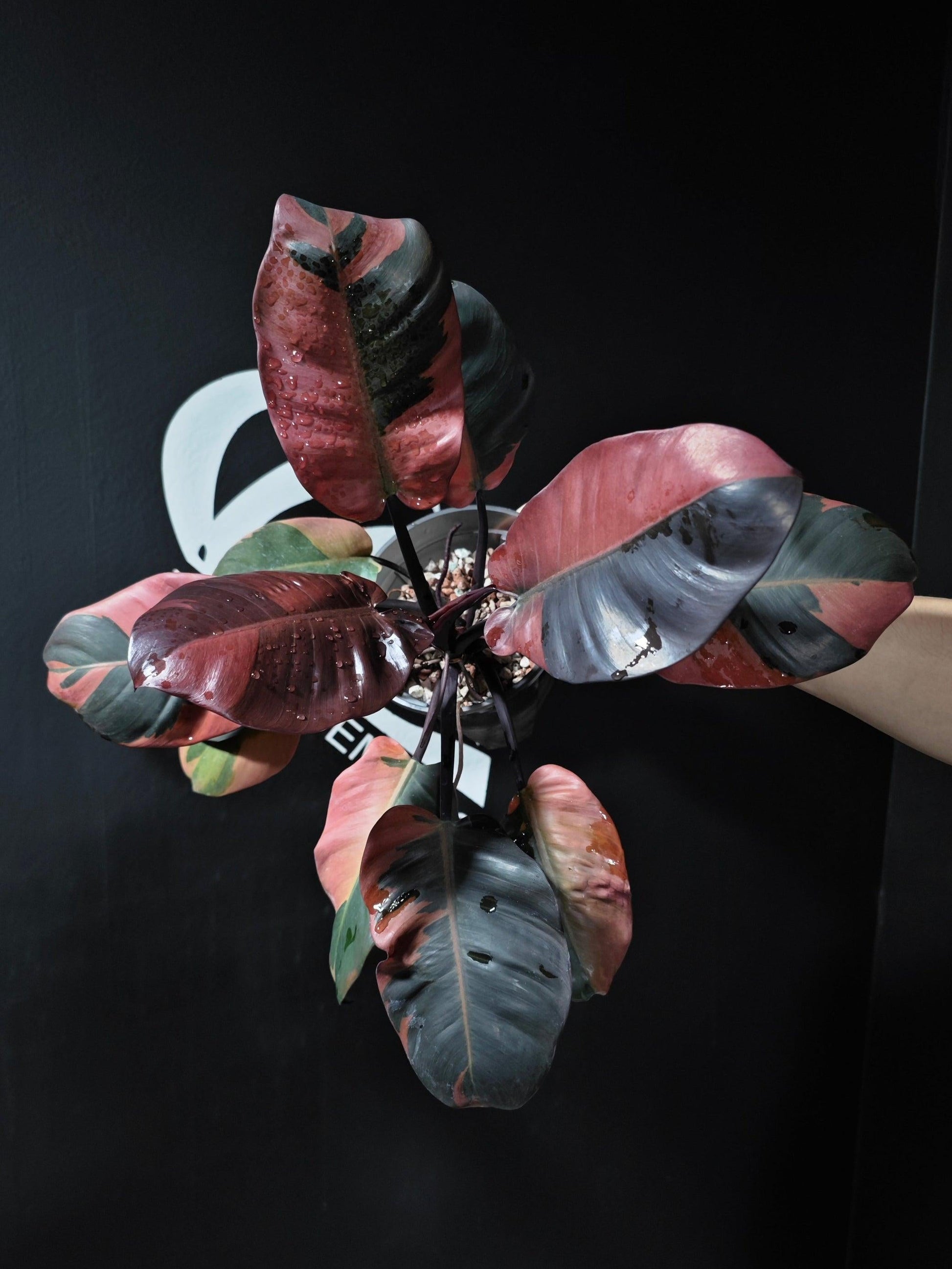 Philodendron 'black Cardinal' - View 30 from www redcrocus com