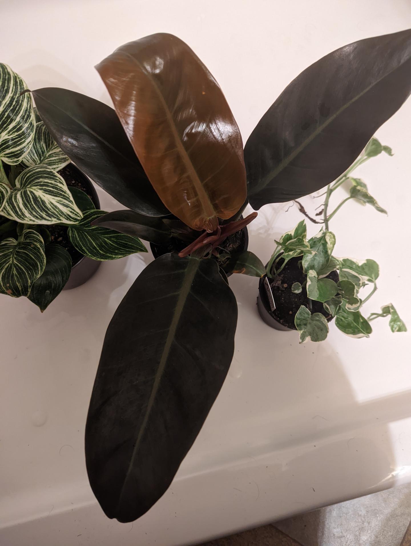 Philodendron 'black Cardinal' - View 33 from www redcrocus com