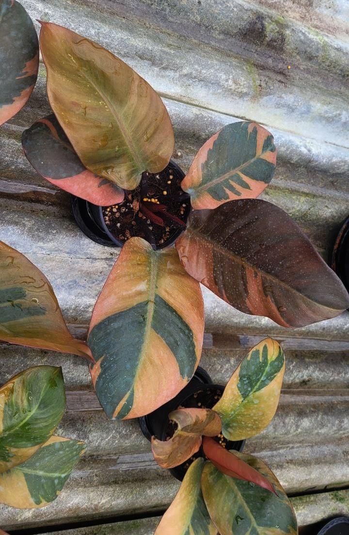 Philodendron 'black Cardinal' - View 34 from www redcrocus com