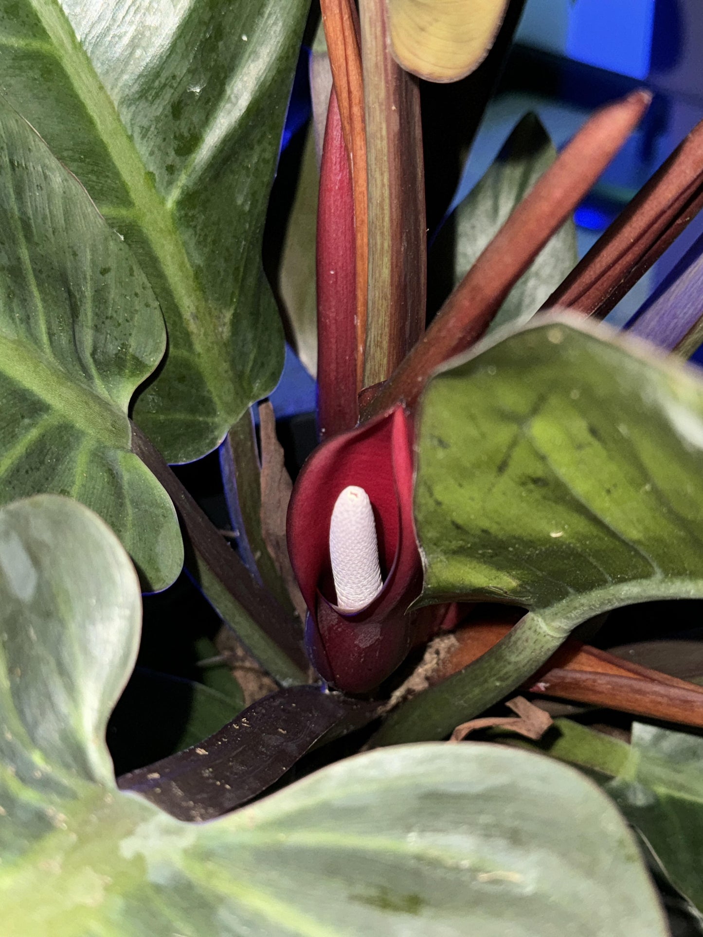 Philodendron 'black Cardinal' - View 35 from www redcrocus com